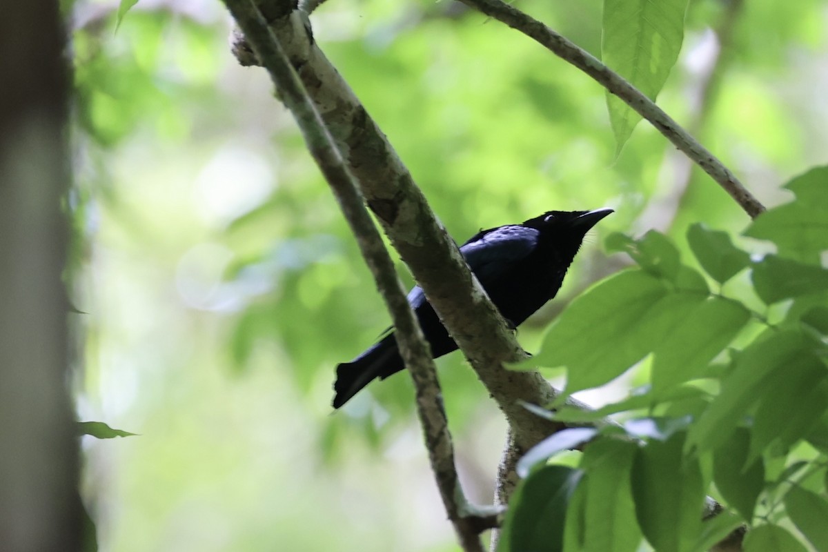 Short-tailed Drongo - ML637862101