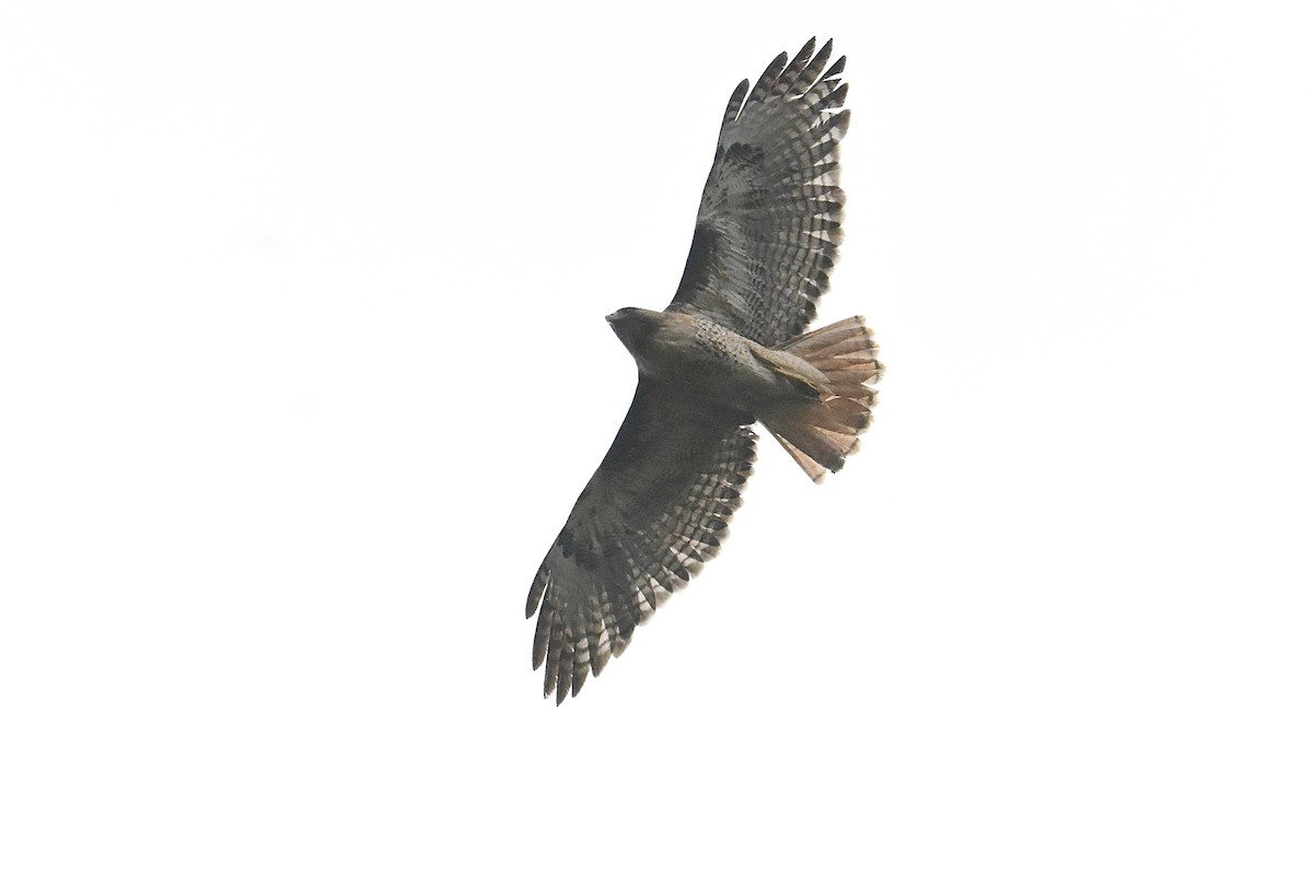 Red-tailed Hawk - ML637862135