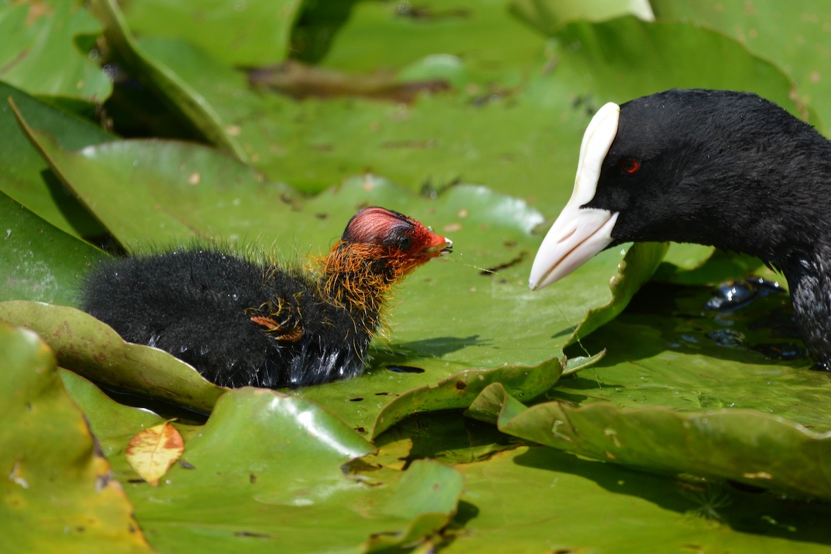 Eurasian Coot - ML637862143
