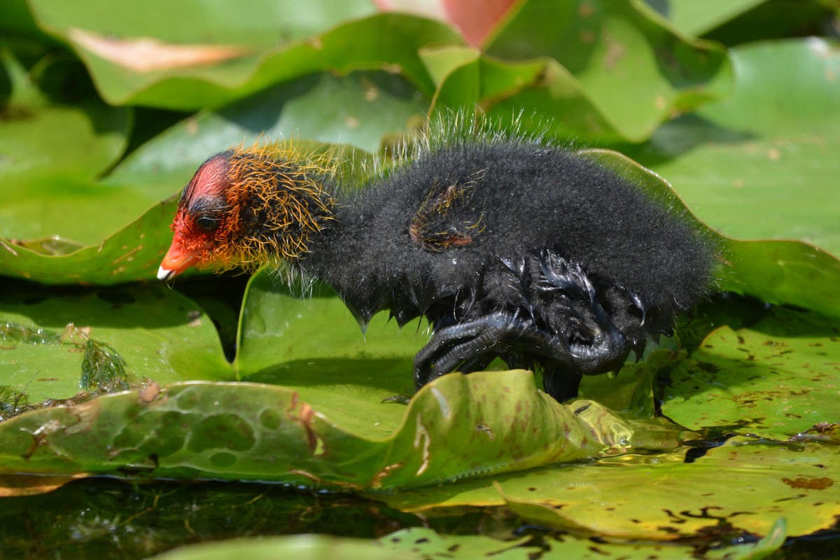 Eurasian Coot - ML637862148