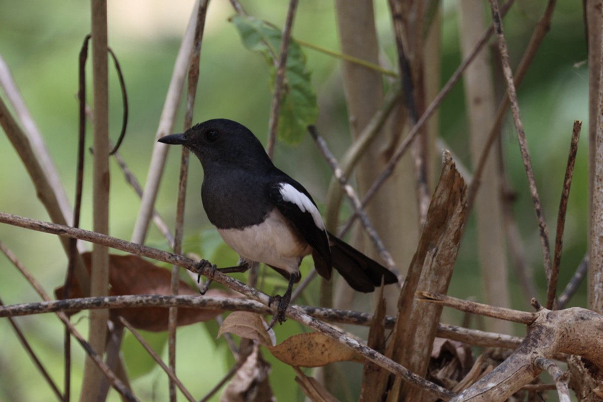Philippine Magpie-Robin - ML637862150