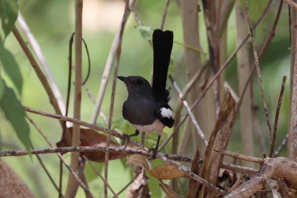 Philippine Magpie-Robin - ML637862151