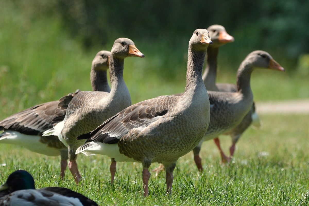 Graylag Goose - ML637862152