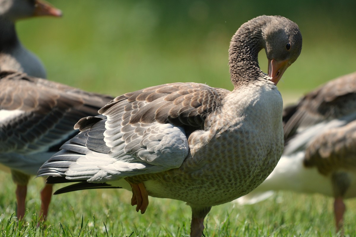 Graylag Goose - ML637862153