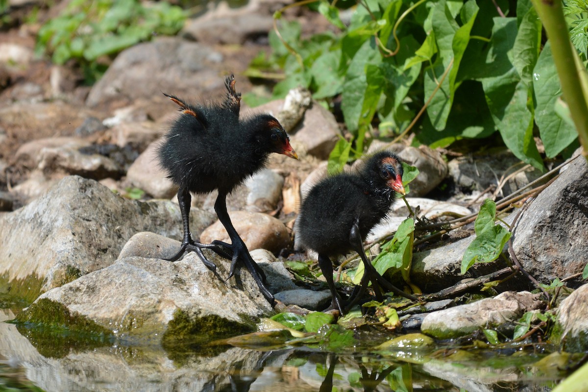 Eurasian Moorhen - ML637862160