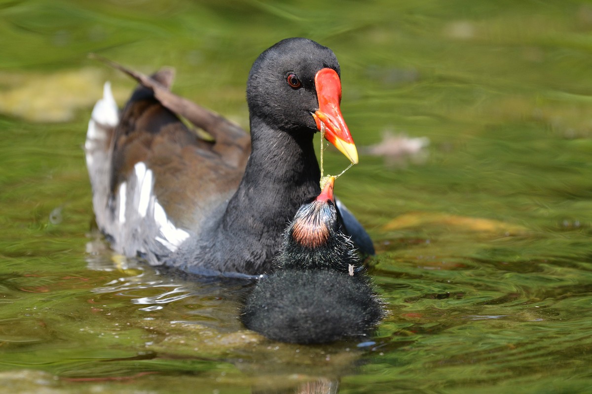 Eurasian Moorhen - ML637862162