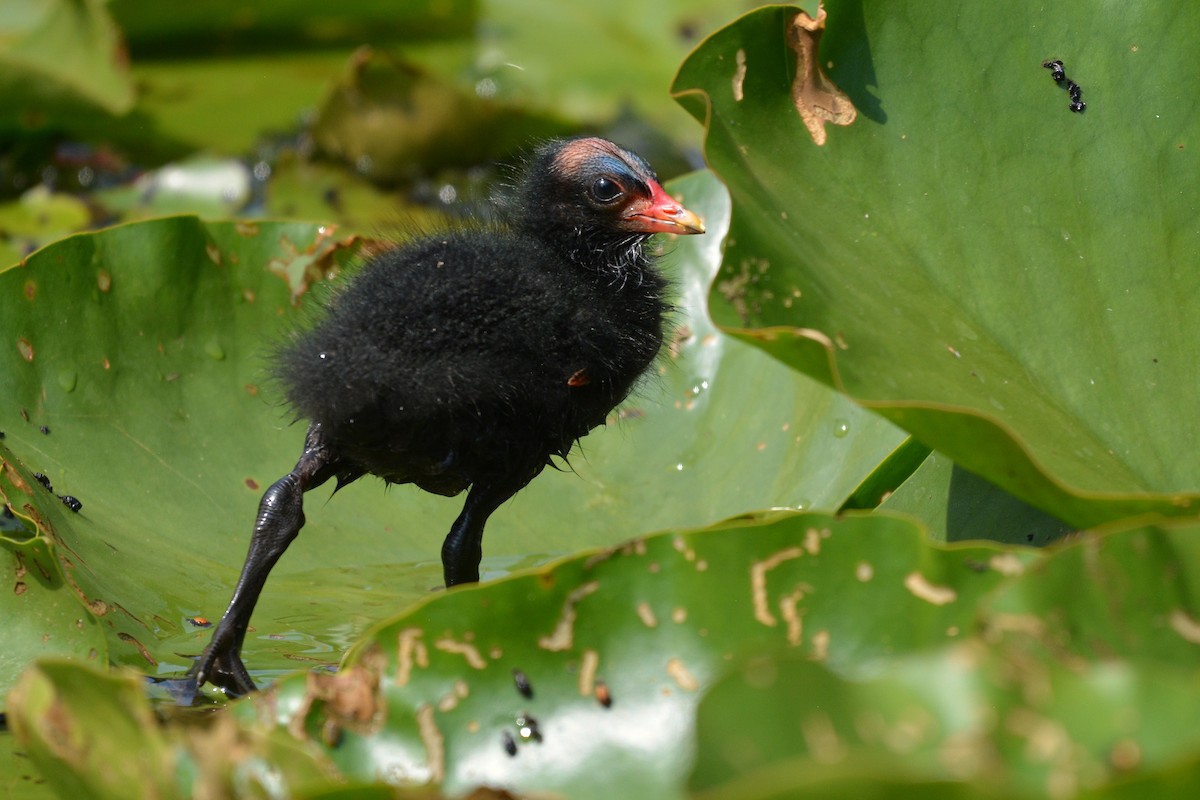 Eurasian Moorhen - ML637862175