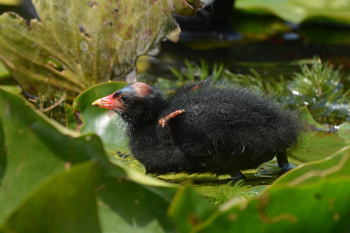 Eurasian Moorhen - ML637862176