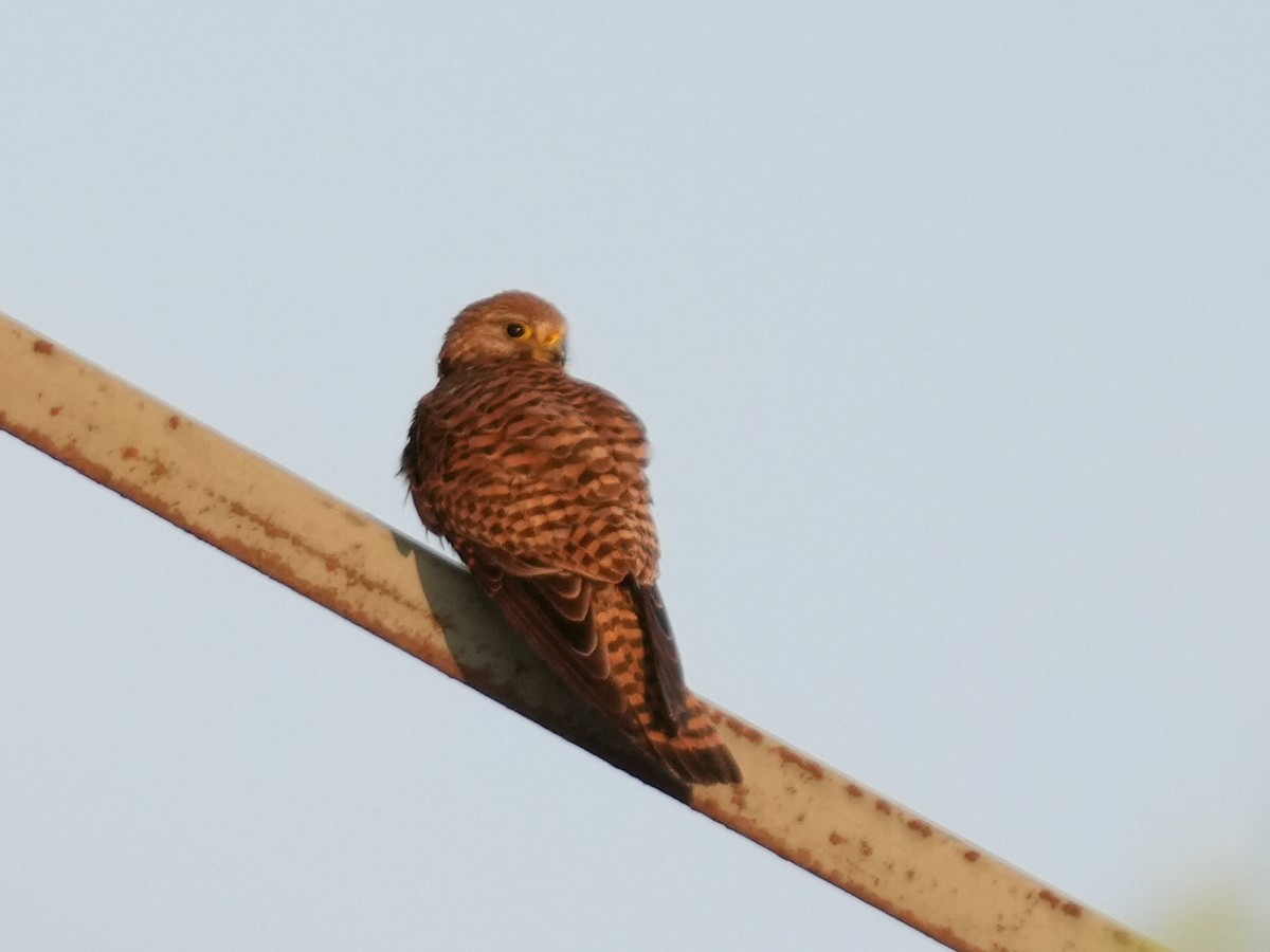 Eurasian Kestrel - ML637862179