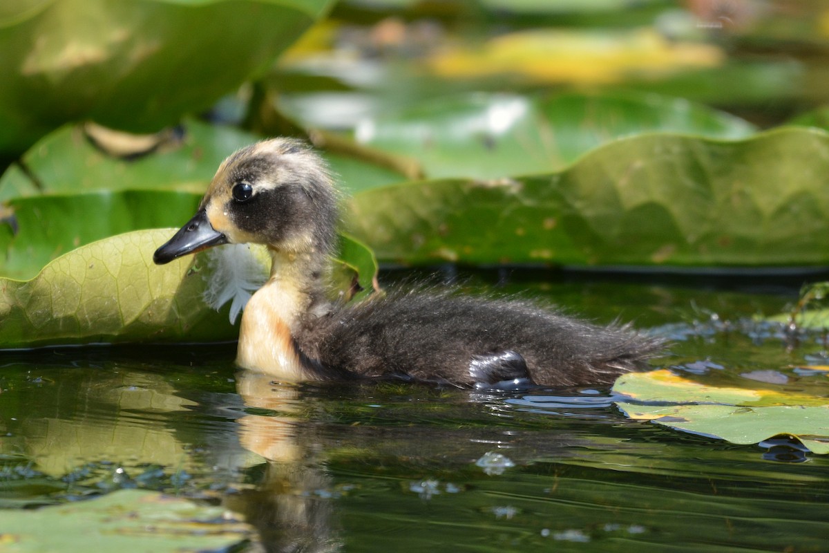 Mallard (Domestic type) - ML637862189