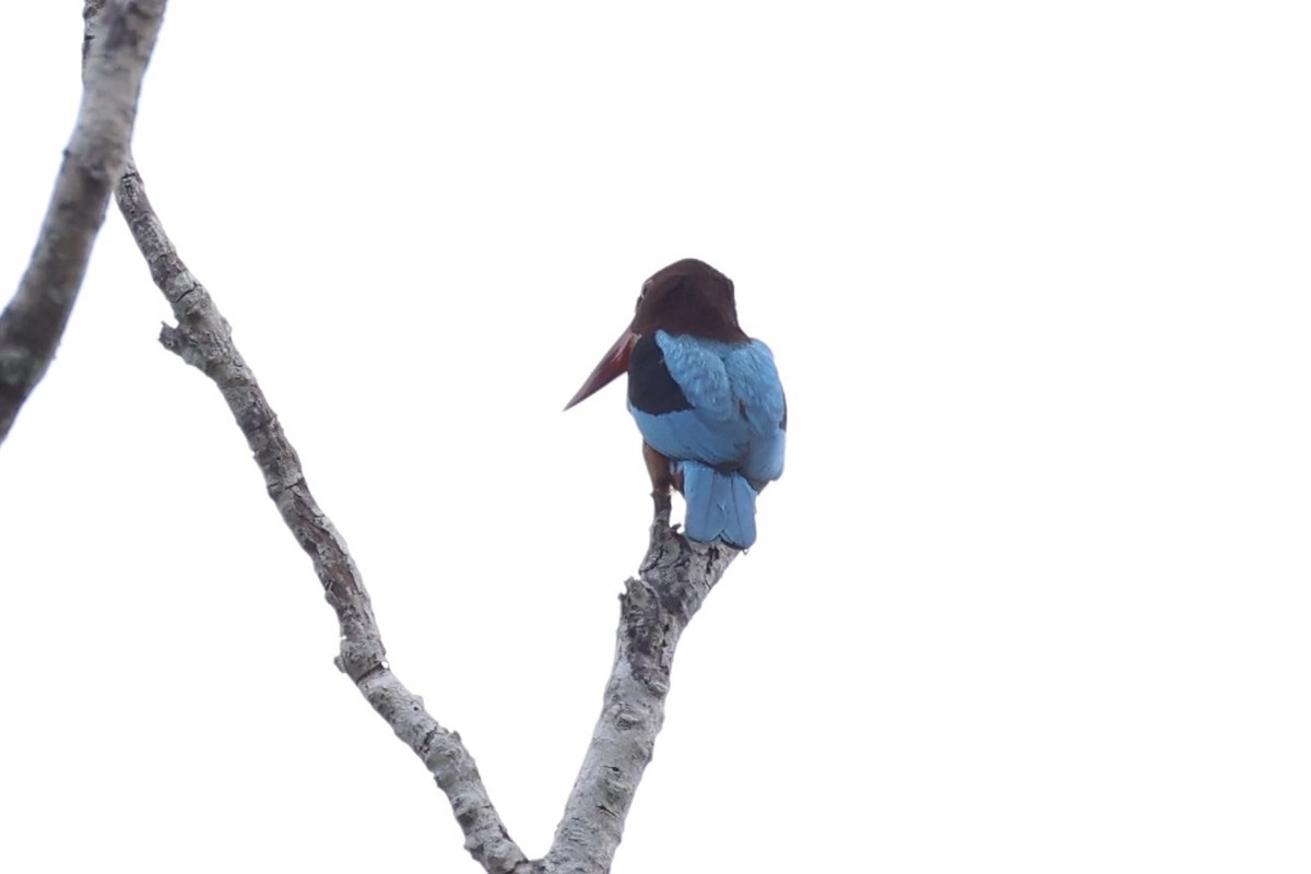 Brown-breasted Kingfisher - ML637862205