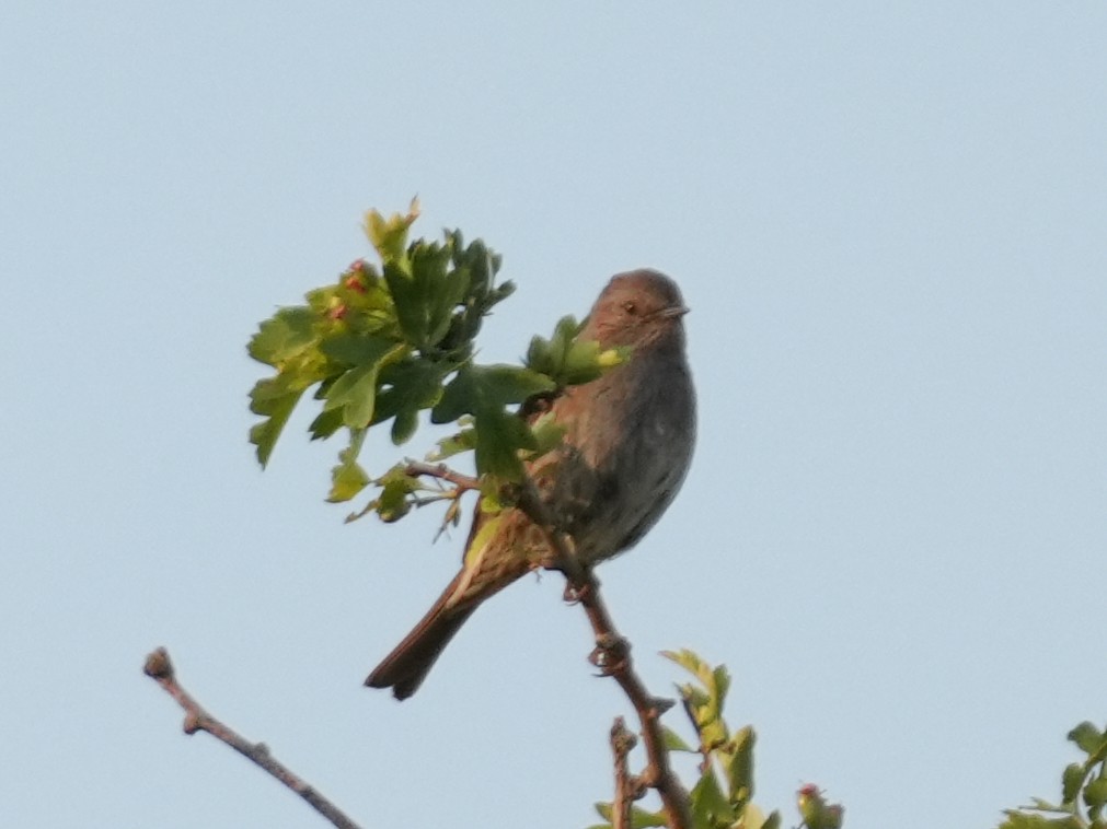 Dunnock - ML637862237