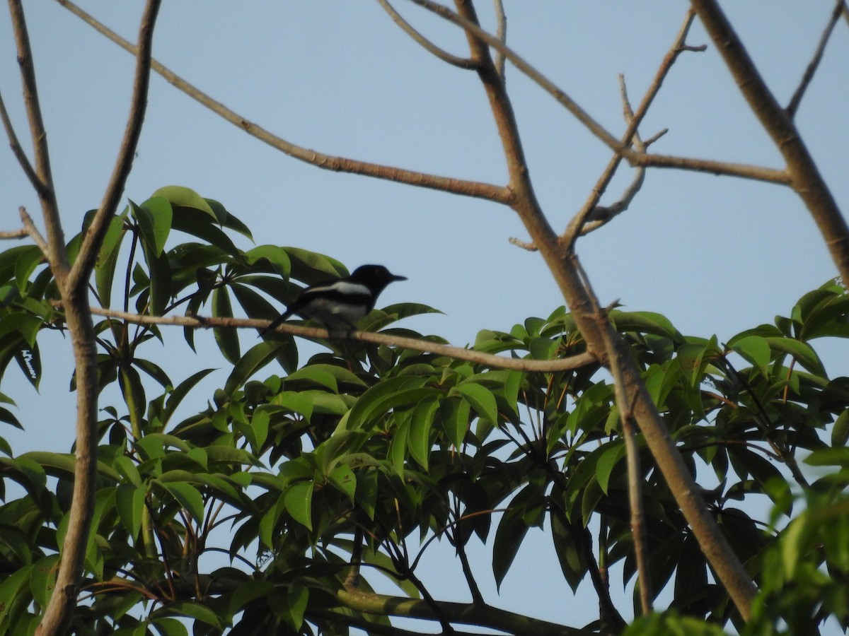 Philippine Magpie-Robin - ML637862264