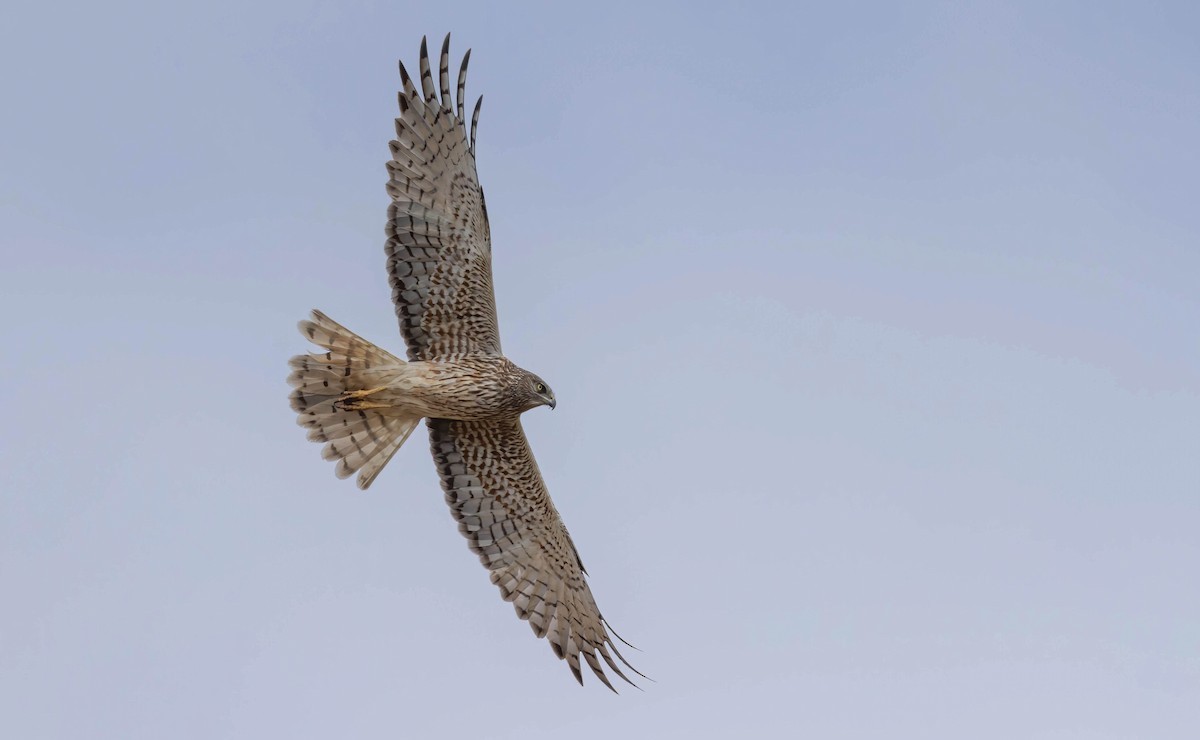 Swamp Harrier - ML637862298