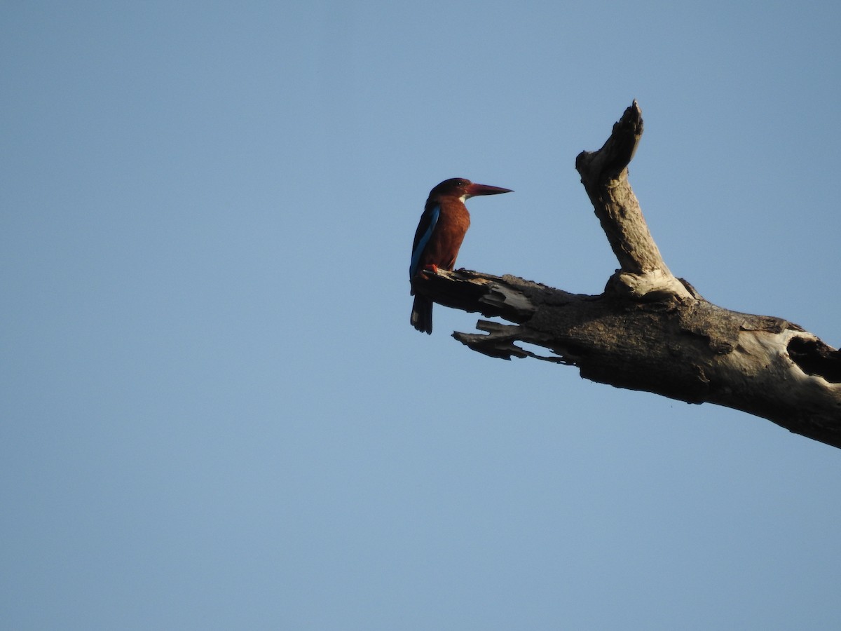 Brown-breasted Kingfisher - ML637862306