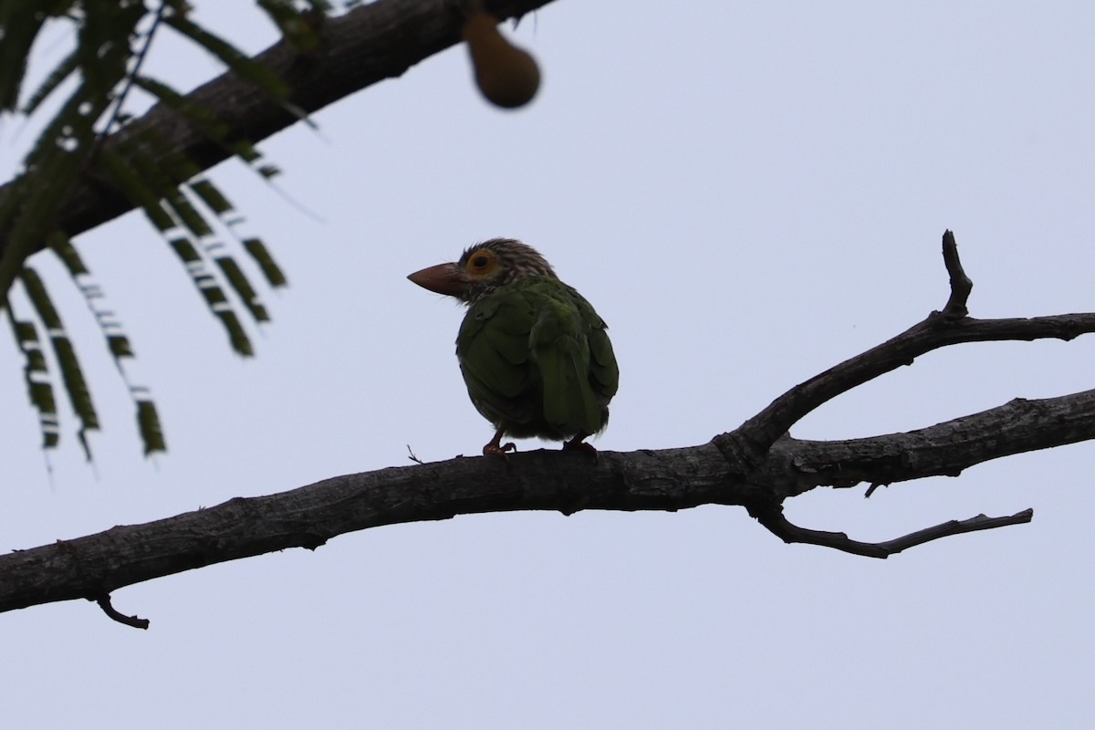 Lineated Barbet - ML637862360