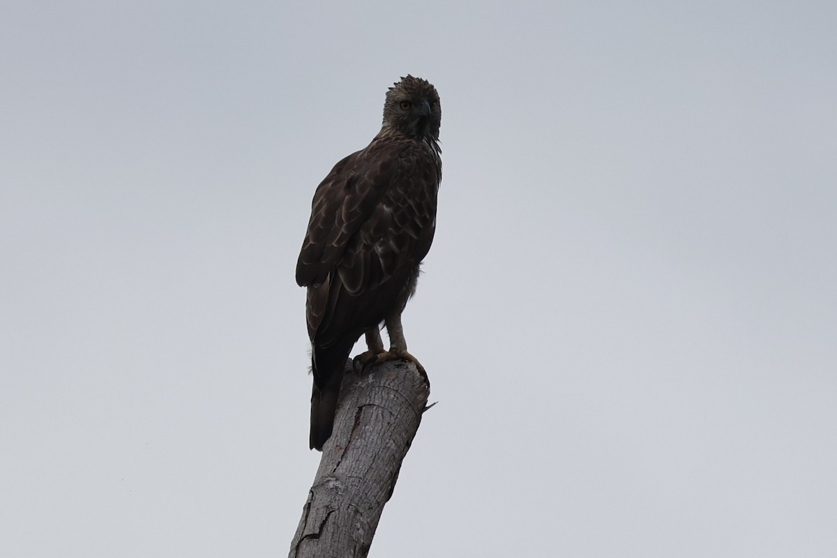 Aigle huppé - ML637862362