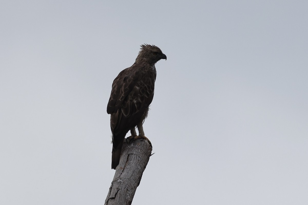 Aigle huppé - ML637862363