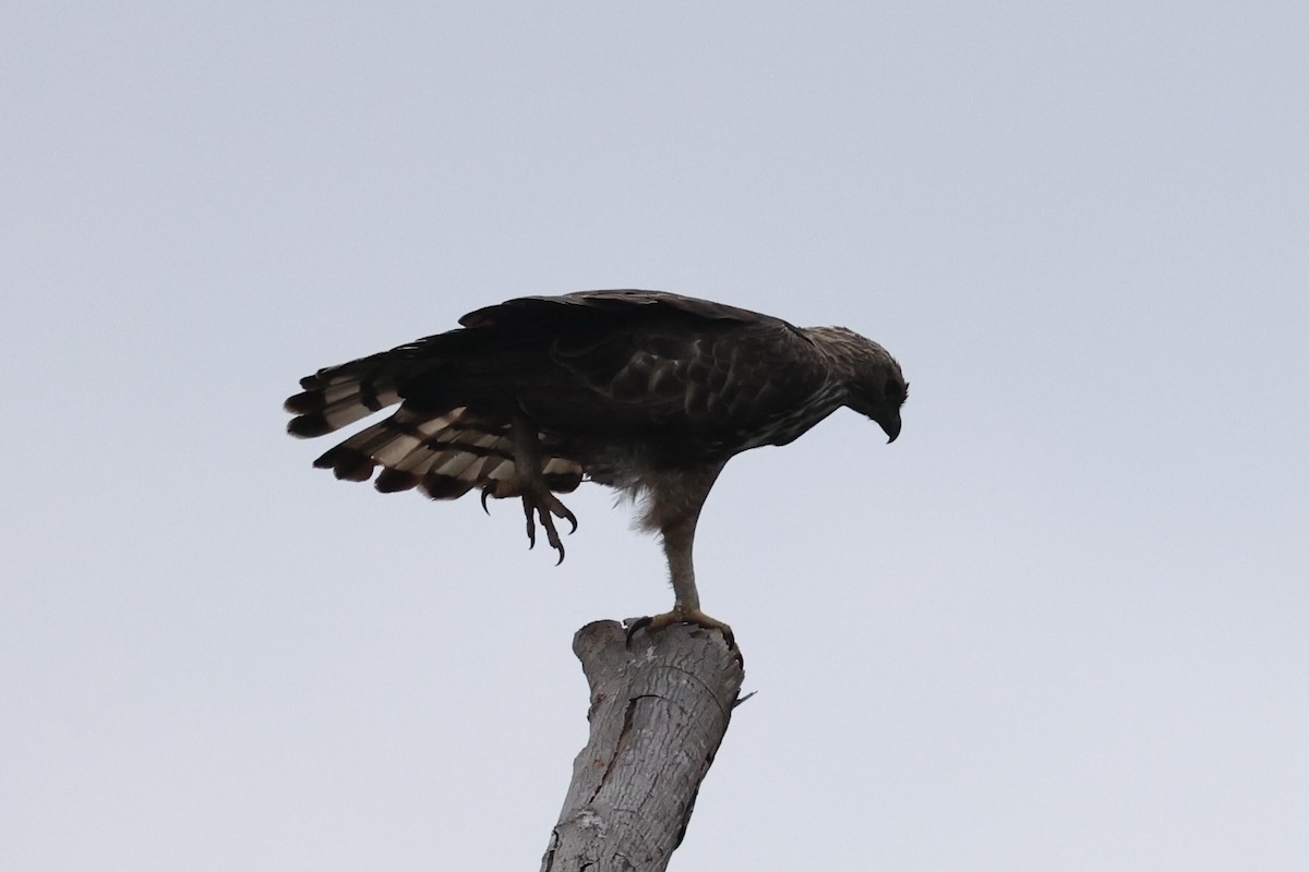 Aigle huppé - ML637862364