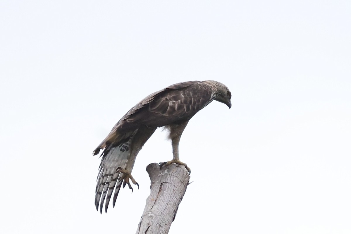 Aigle huppé - ML637862365