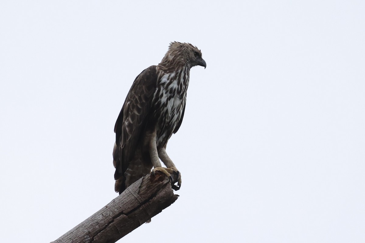 Aigle huppé - ML637862366