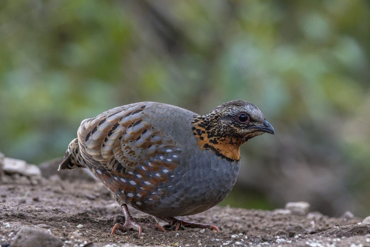 Rufous-throated Partridge - ML637862379