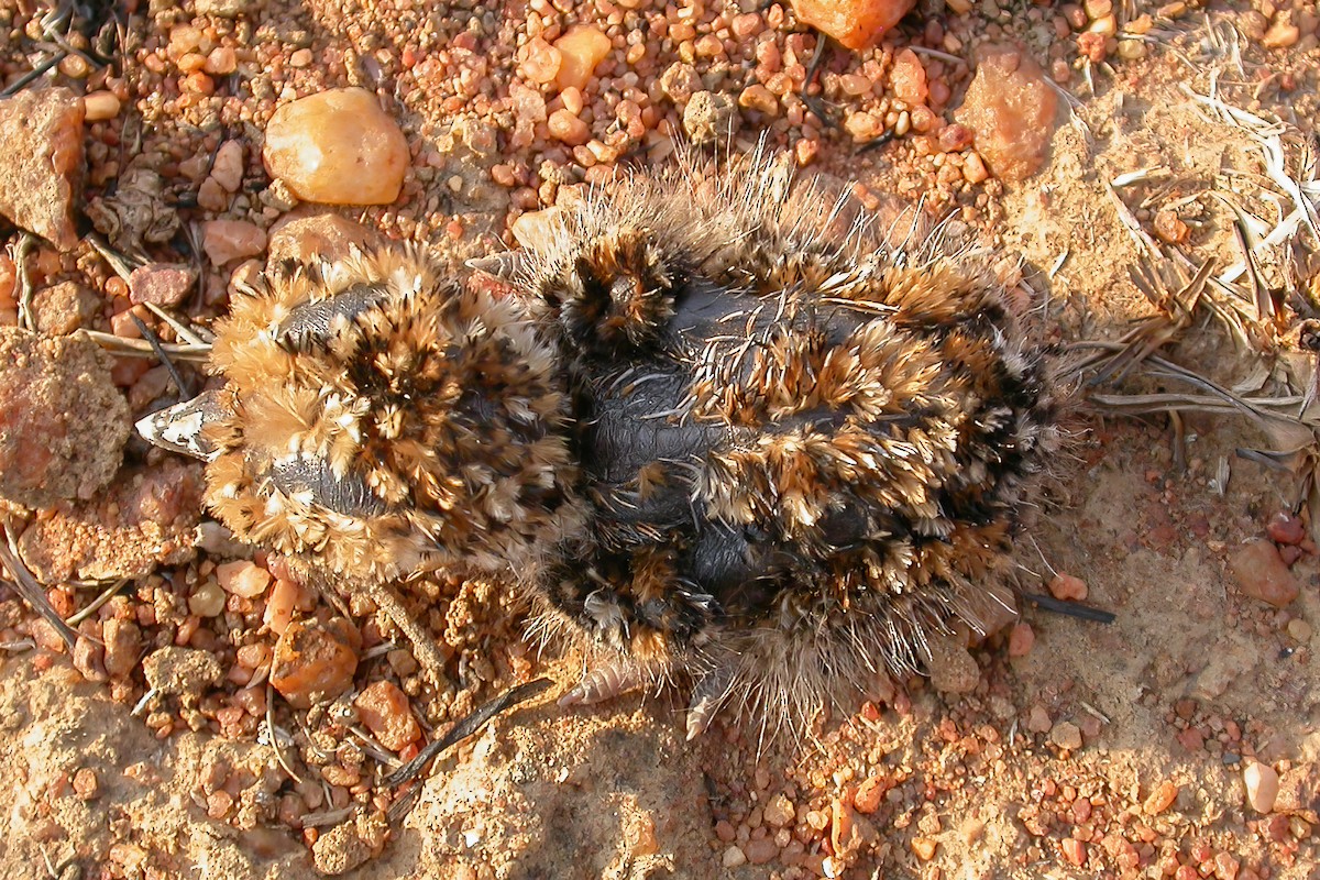 Temminck's Courser - ML637862380