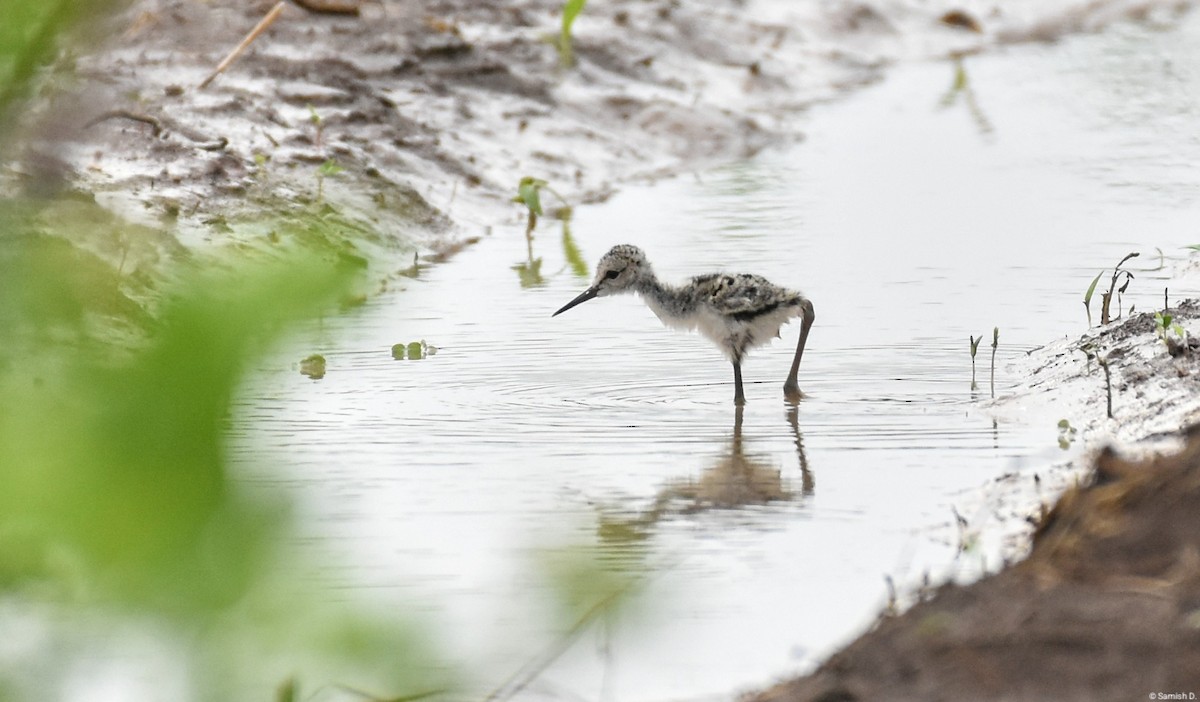 Black-winged Stilt - ML637862387