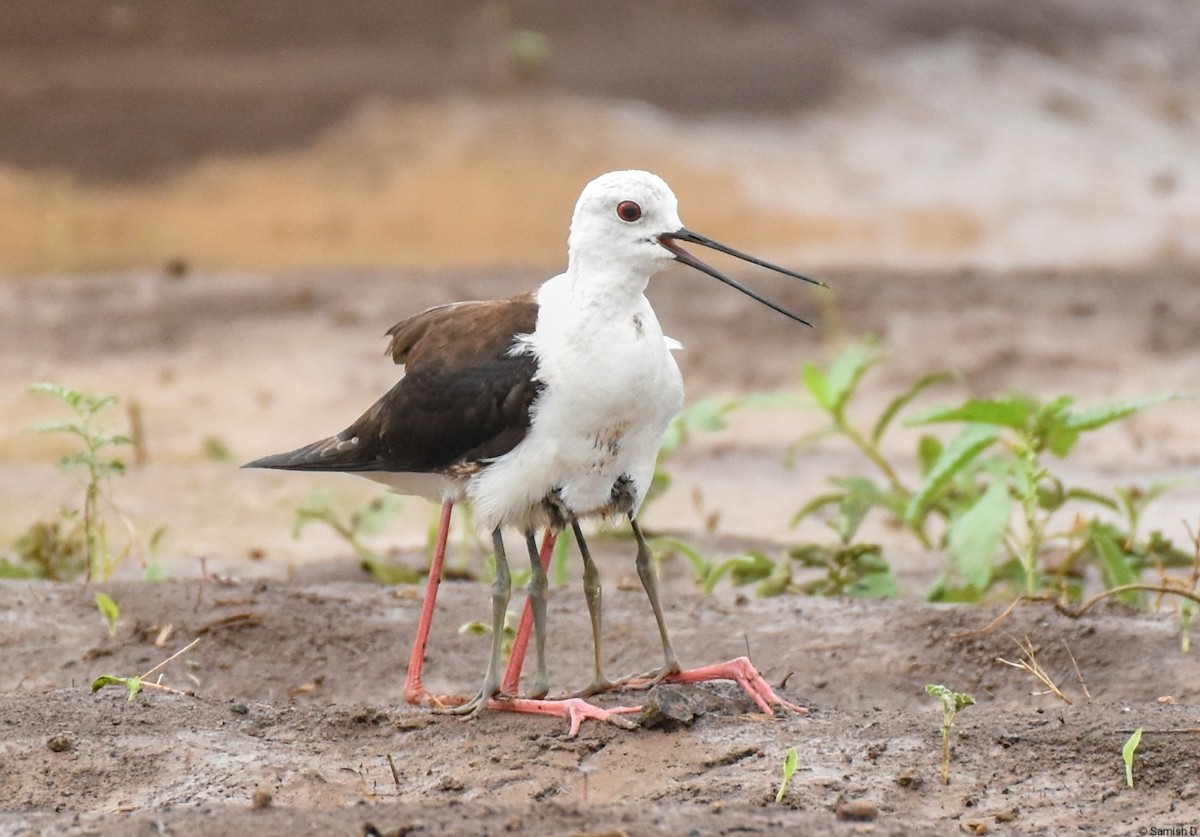 Black-winged Stilt - ML637862388