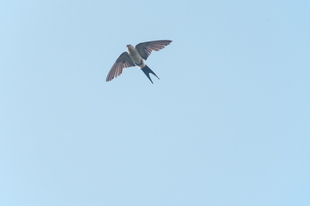 Eastern Red-rumped Swallow (Striated) - ML637862390
