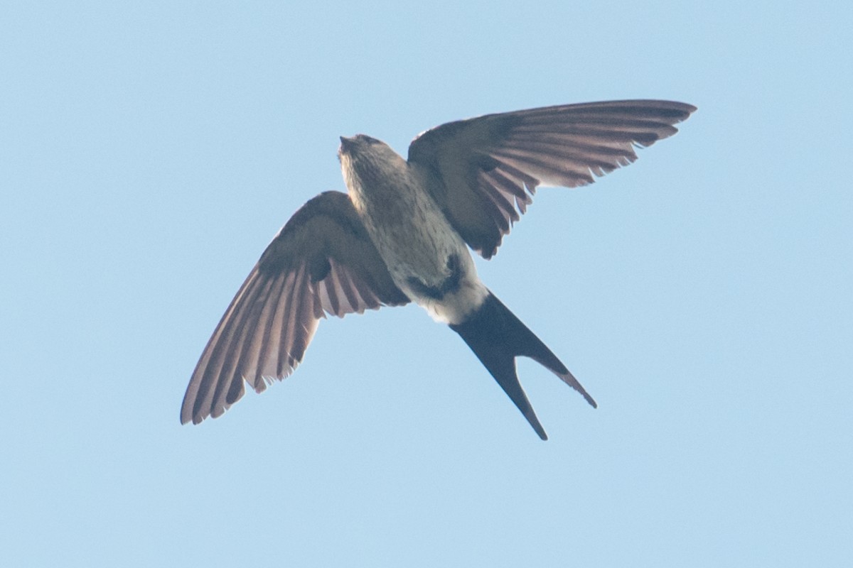 Eastern Red-rumped Swallow (Striated) - ML637862392