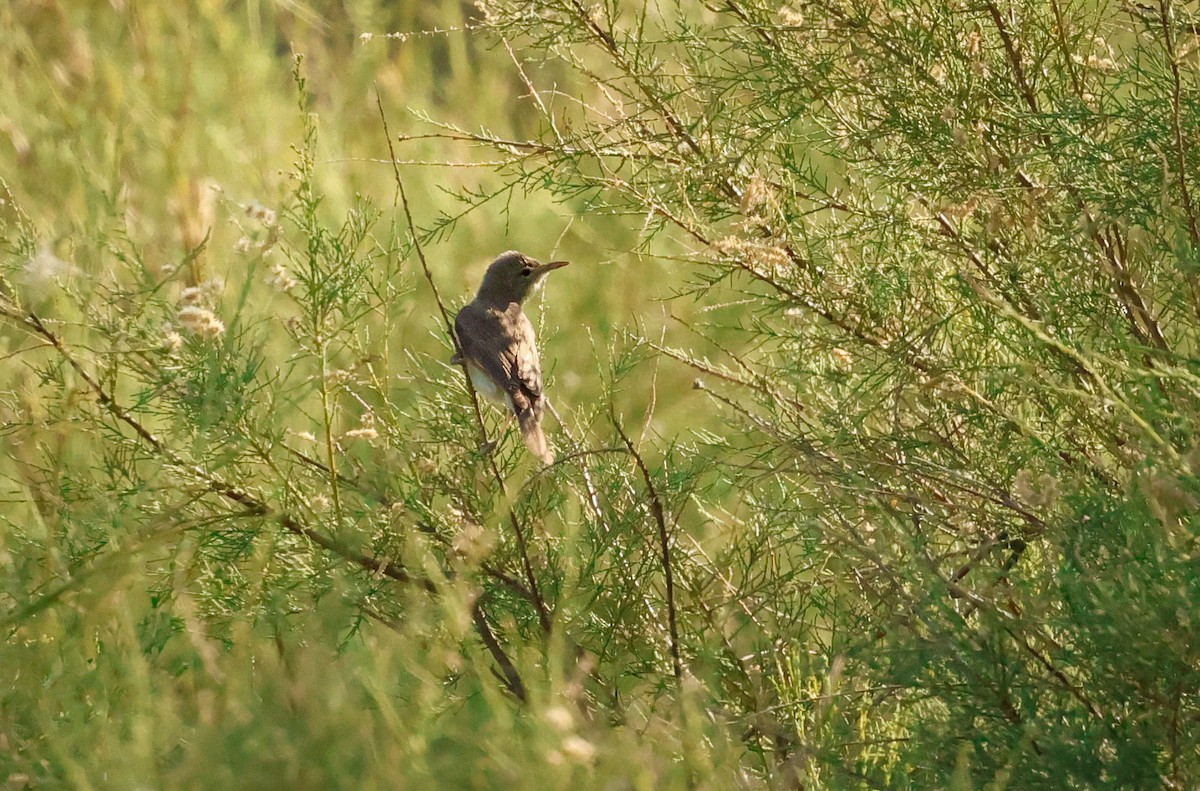 Upcher's Warbler - ML637862397