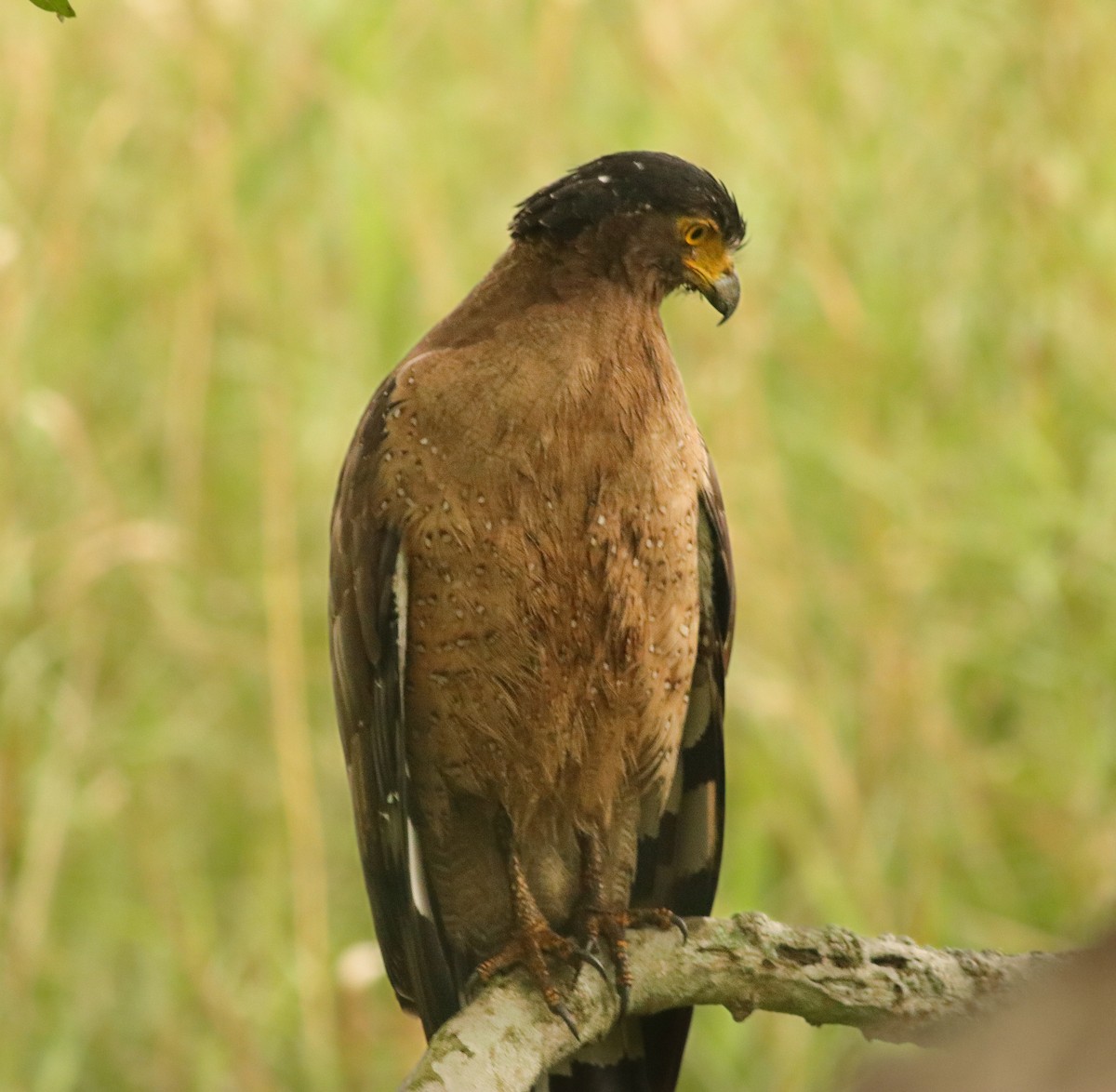 Crested Serpent-Eagle - ML637862399