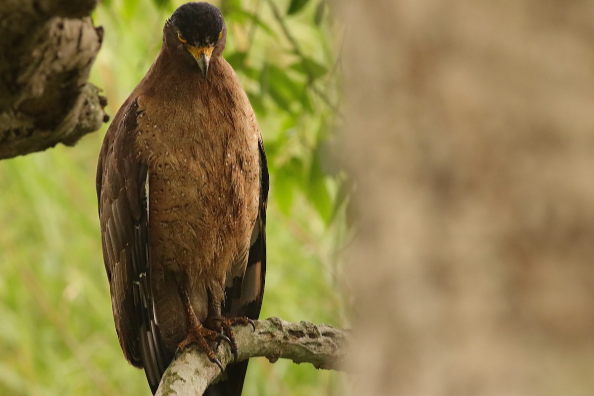 Crested Serpent-Eagle - ML637862400