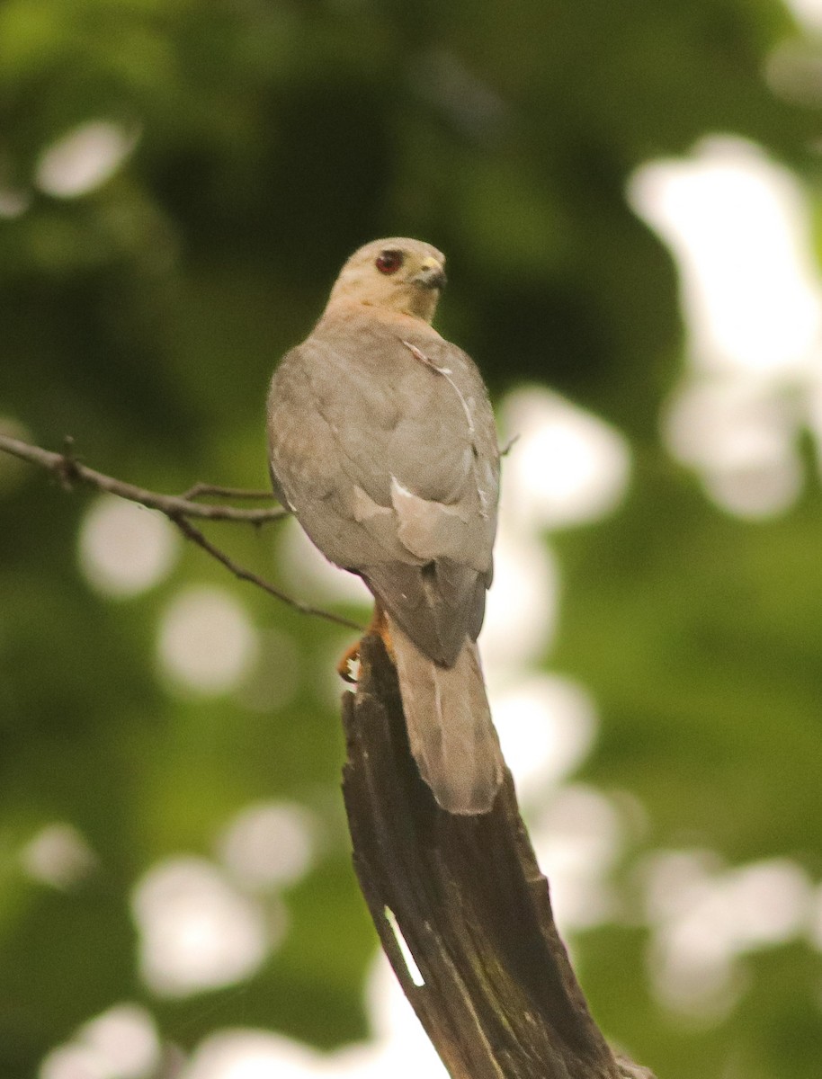 Shikra - ML637862402