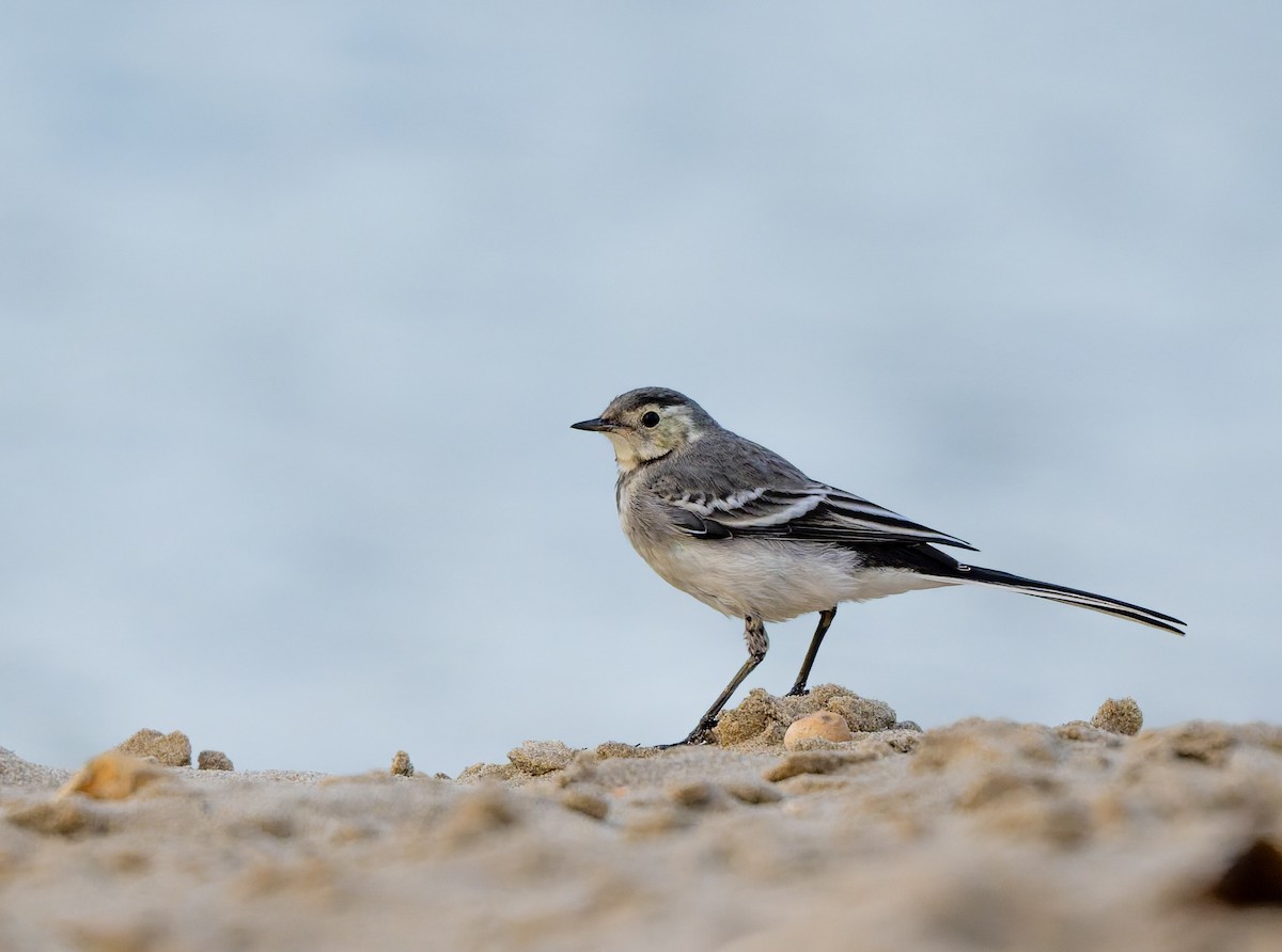 White Wagtail - ML637862470