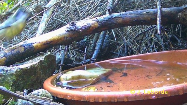 Great Tit - ML637862476