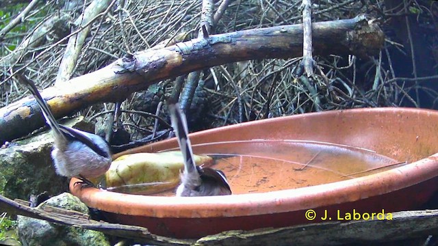 Long-tailed Tit - ML637862493
