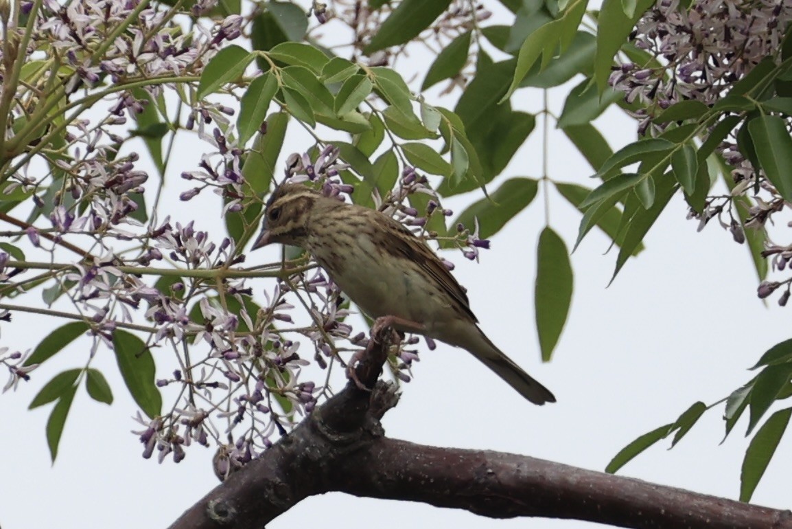 Black-faced Bunting - ML637862498