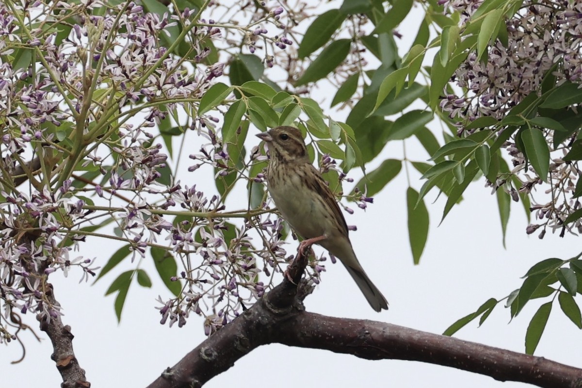 Black-faced Bunting - ML637862499