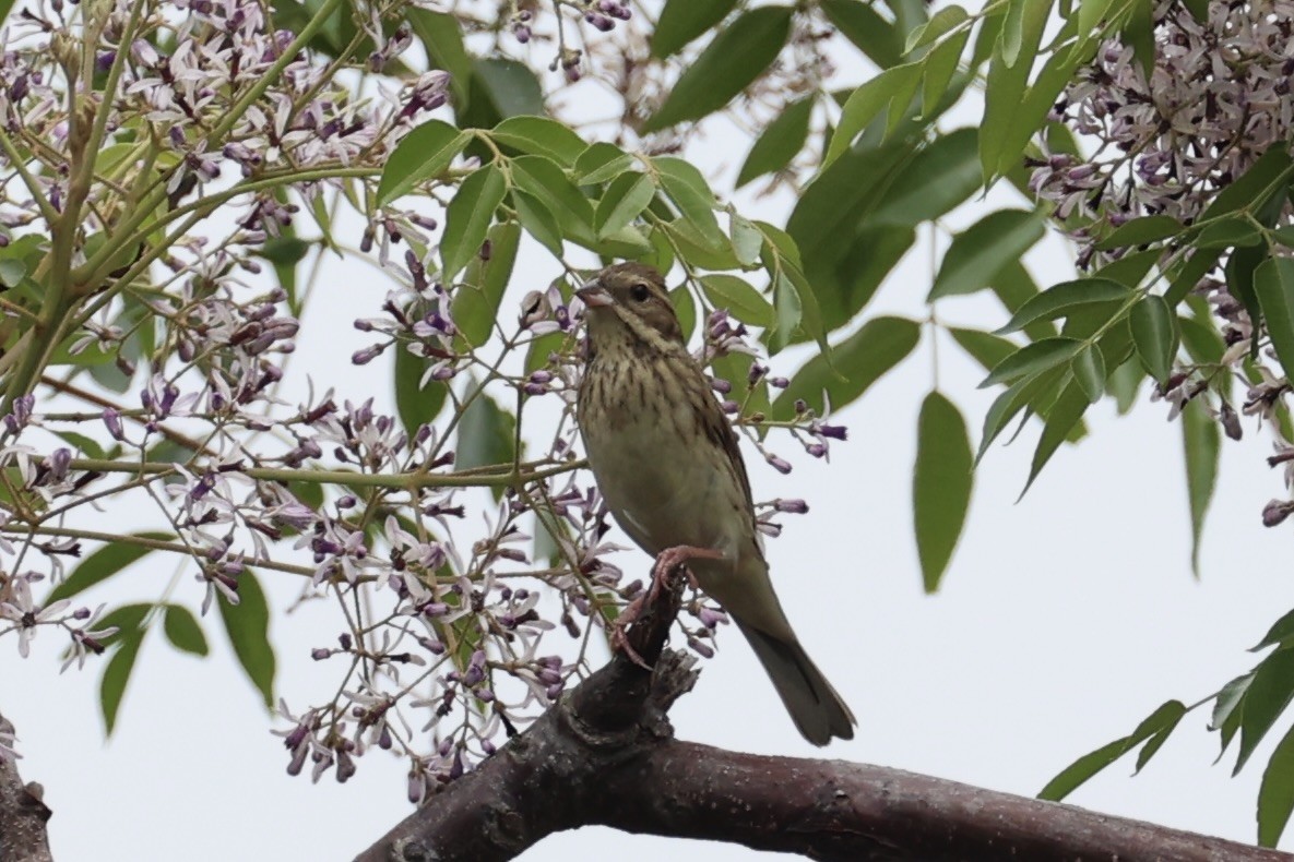 Black-faced Bunting - ML637862500