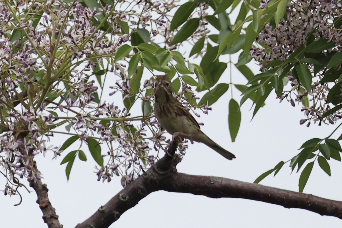 Black-faced Bunting - ML637862502