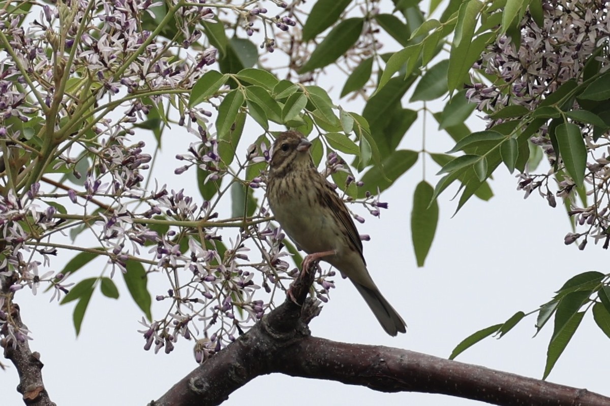 Black-faced Bunting - ML637862503