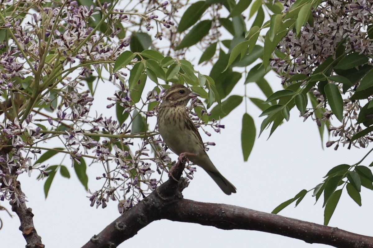 Black-faced Bunting - ML637862504