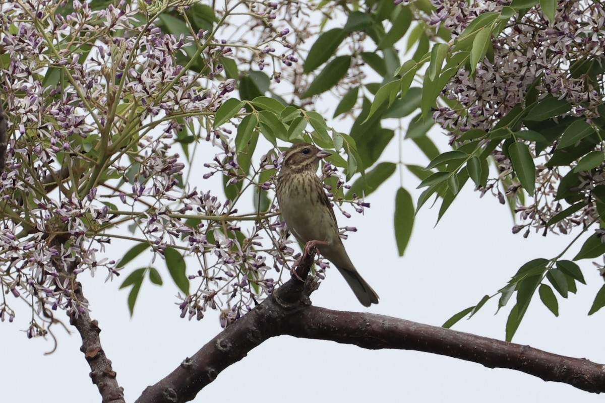 Black-faced Bunting - ML637862505