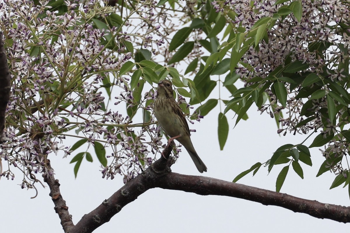 Black-faced Bunting - ML637862506
