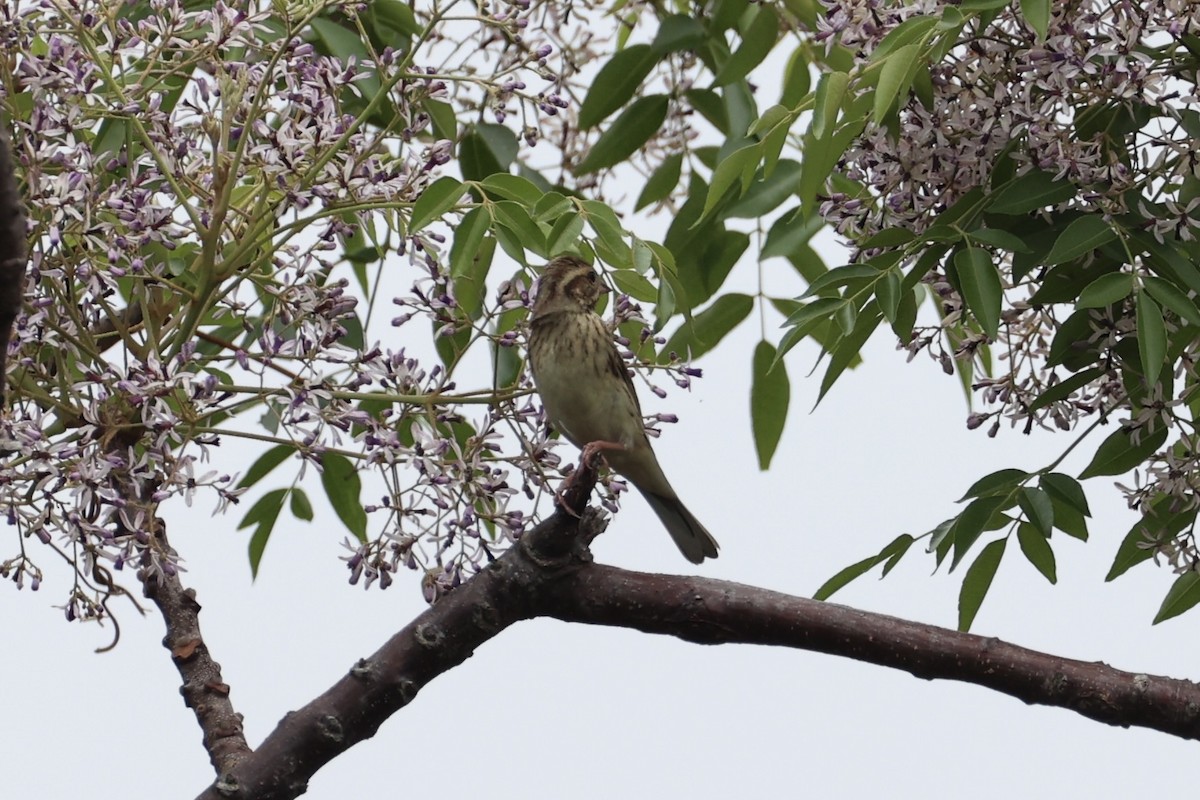 Black-faced Bunting - ML637862507