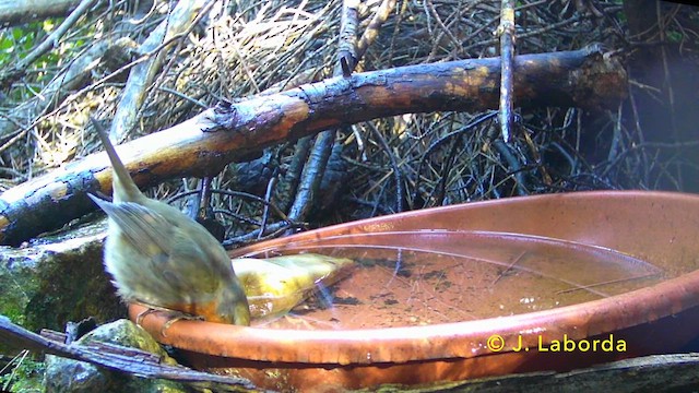 European Robin - ML637862510