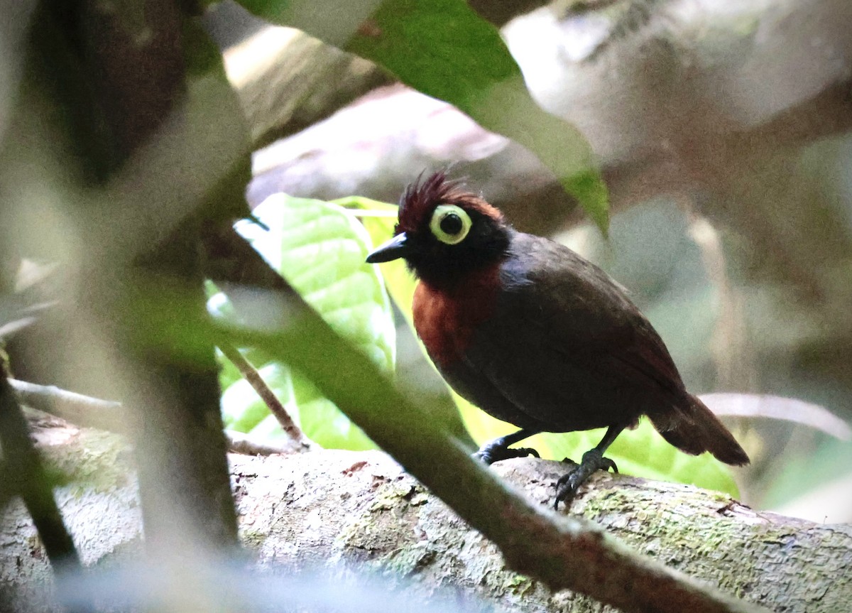 Harlequin Antbird - ML637862659