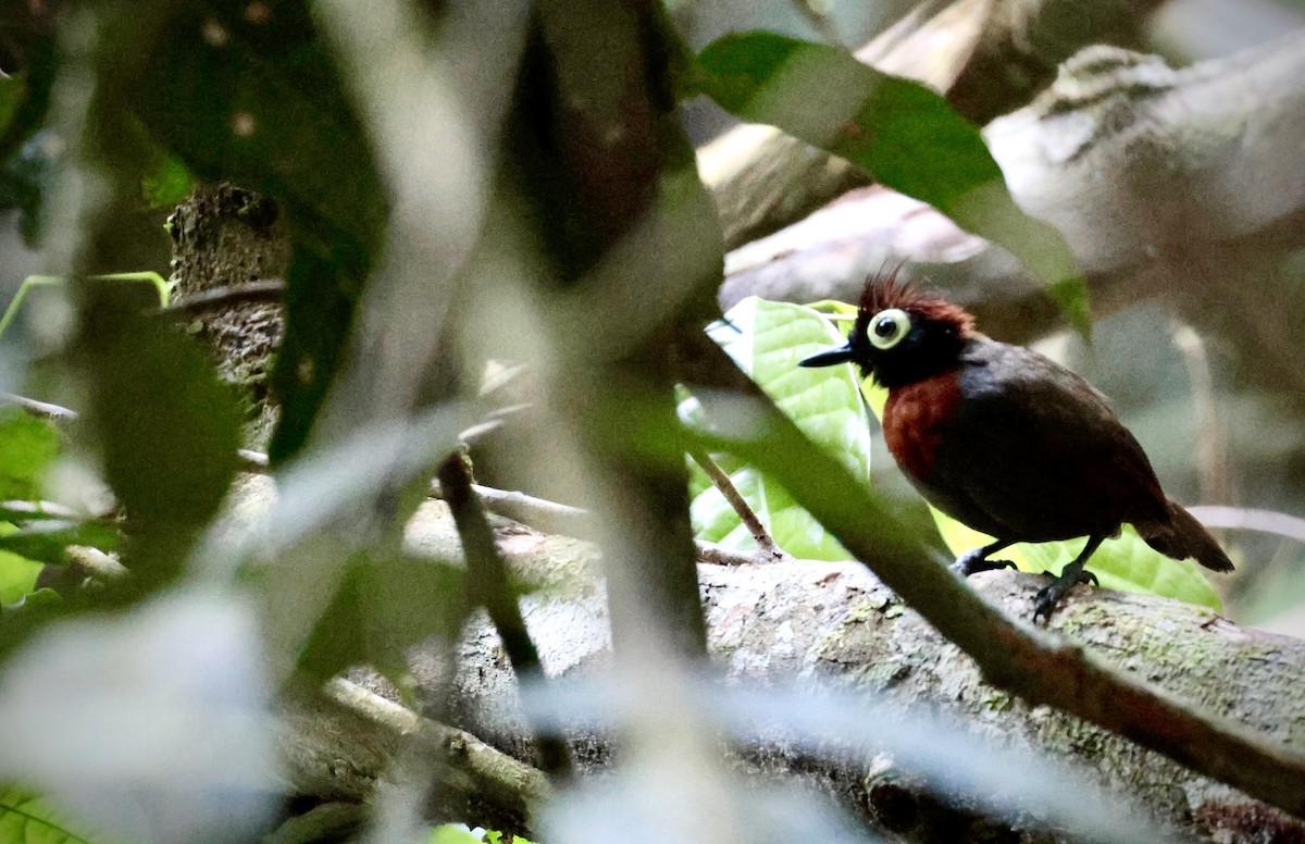 Harlequin Antbird - ML637862660